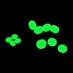 Oval Soft Plastic Beads for Fishing (Reduce Drag, Increase Attraction)