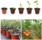 Set of 100 Plastic Plant Flower Pots for Seedlings