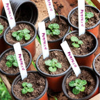 Set of 100 Plastic Flower Pots for Home Garden