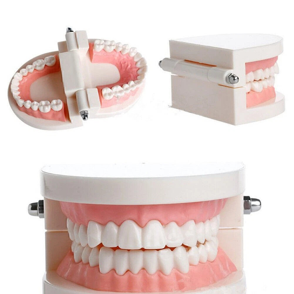 Dental Typodont Demonstration Model for Adult Teaching (Standard)