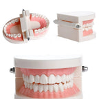 Dental Typodont Demonstration Model for Adult Teaching (Standard)