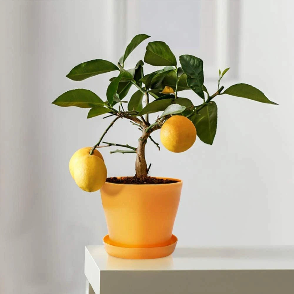 Set of 4 Colorful Flower Plant Container Pots for Indoor Seed Starting
