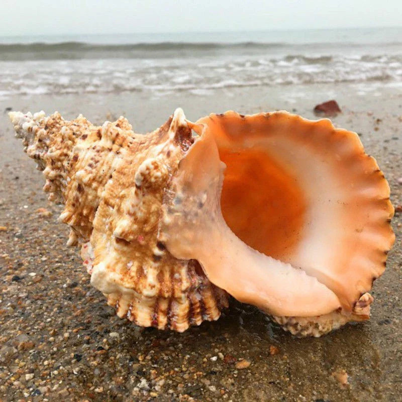 22-23cm Natural Rubeta Conch Shell Sea Snail Gift Home Fish Tank Ornament