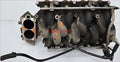 Intake Manifold Fuel Rail Injectors for Lincoln Continental (1999–2002)
