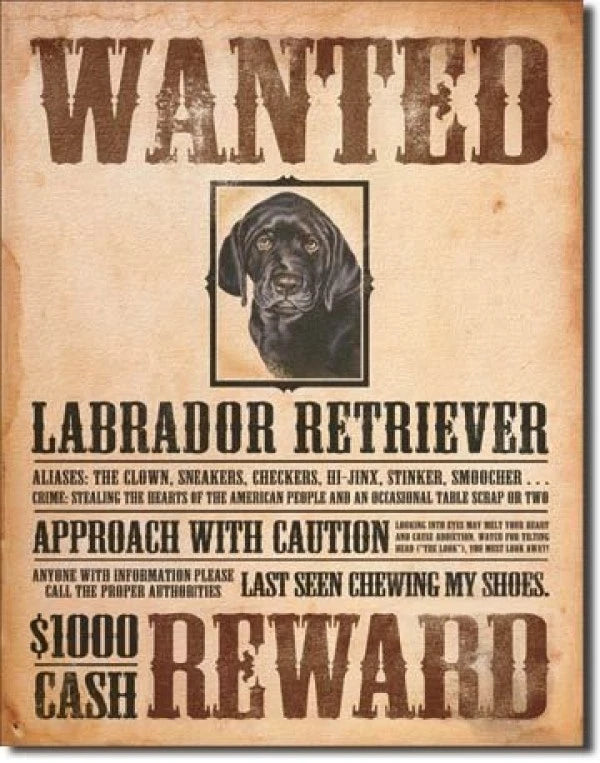 Vintage Replica Tin Metal Sign for Labrador Retriever (1148)