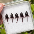 10PCS Soft Lure Floating Topwater Bait for Bass Fishing