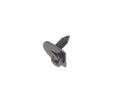 Trim Fastener for Jaguar XJR (1995–1997) PY216ST