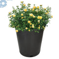 10 Pack 5 Gallon Black Injection Molded Nursery Pot Container