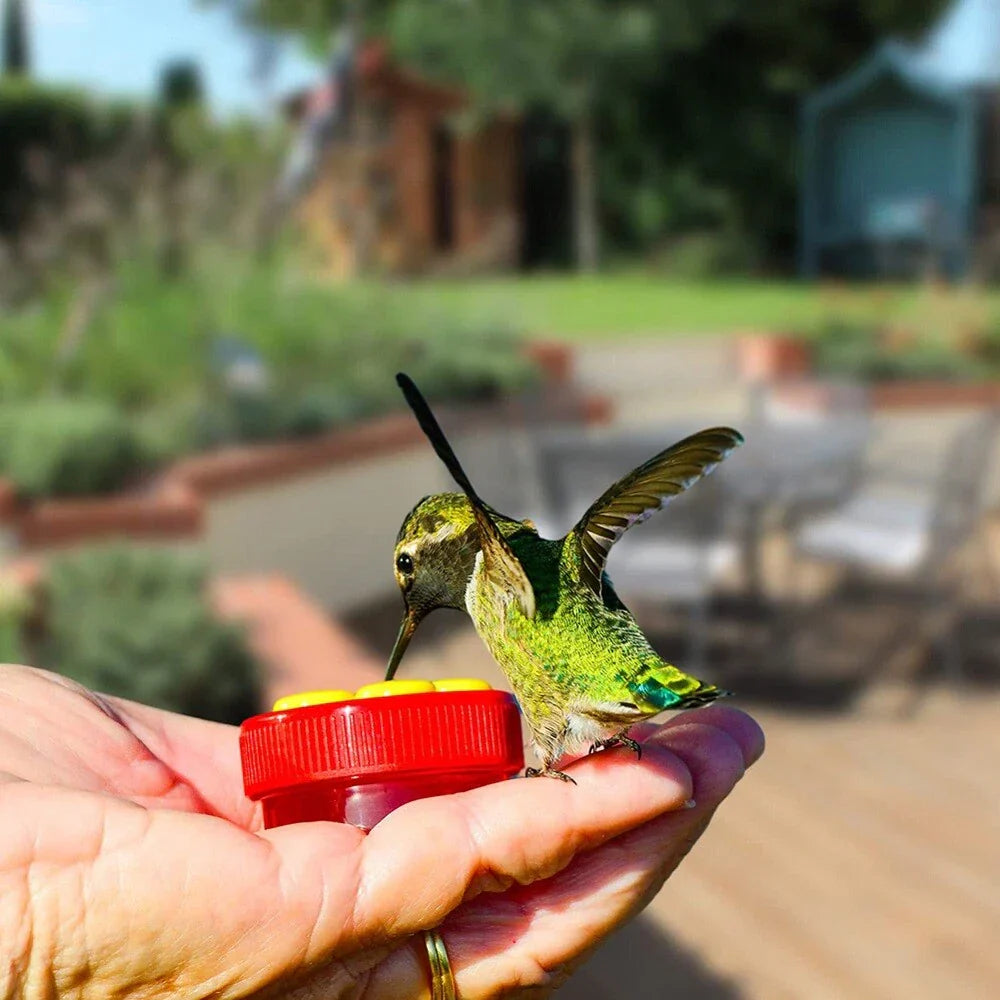 6 x Hummingbird Hand Feeders with 4 Brushes for Easy Feeding