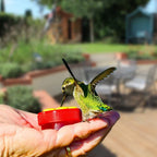6 x Hummingbird Hand Feeders with 4 Brushes for Easy Feeding