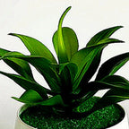 2X Potted Succulents for Home Decor (Artificial Plants in Pots)