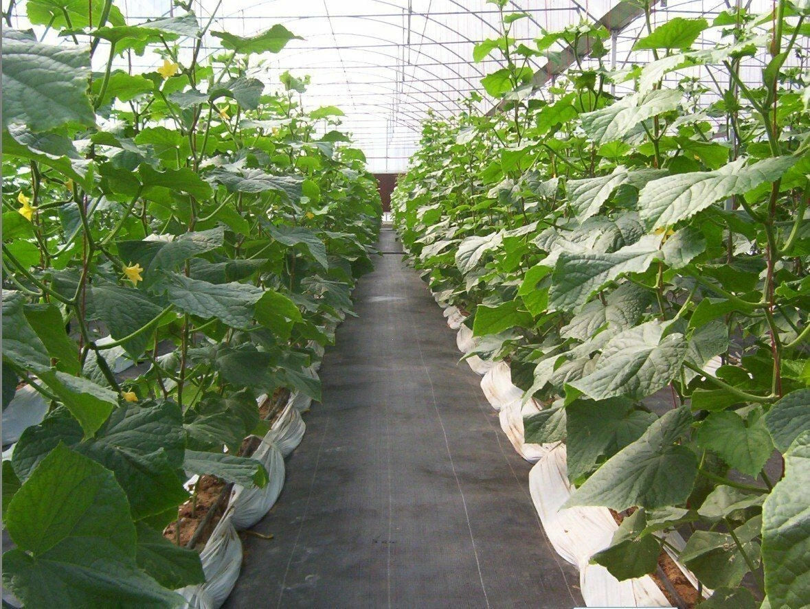 Weed Barrier Fabric Ground Cover for Landscape (5ft x 8ft)