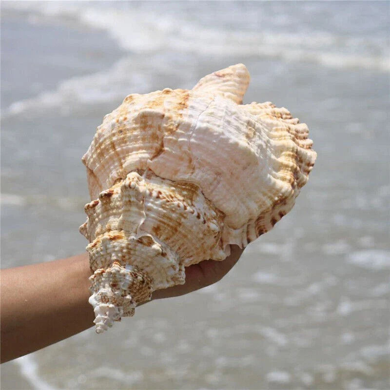 22-23cm Natural Rubeta Conch Shell Sea Snail Gift Home Fish Tank Ornament