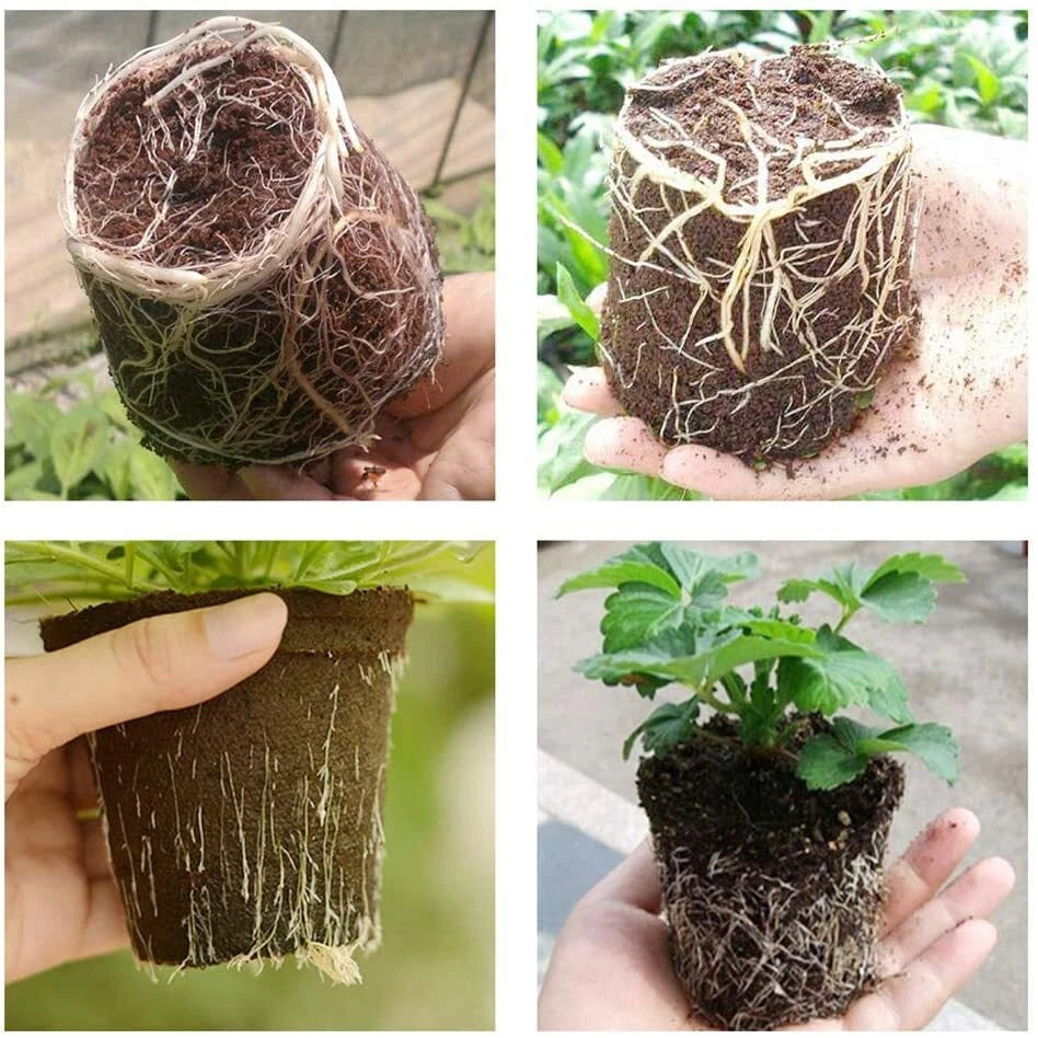 Set of 100 Plastic Plant Flower Pots for Seedlings