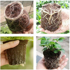 Set of 100 Plastic Plant Flower Pots for Seedlings