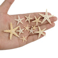 Box of 20 Decorative Dried Starfish for Home Crafts