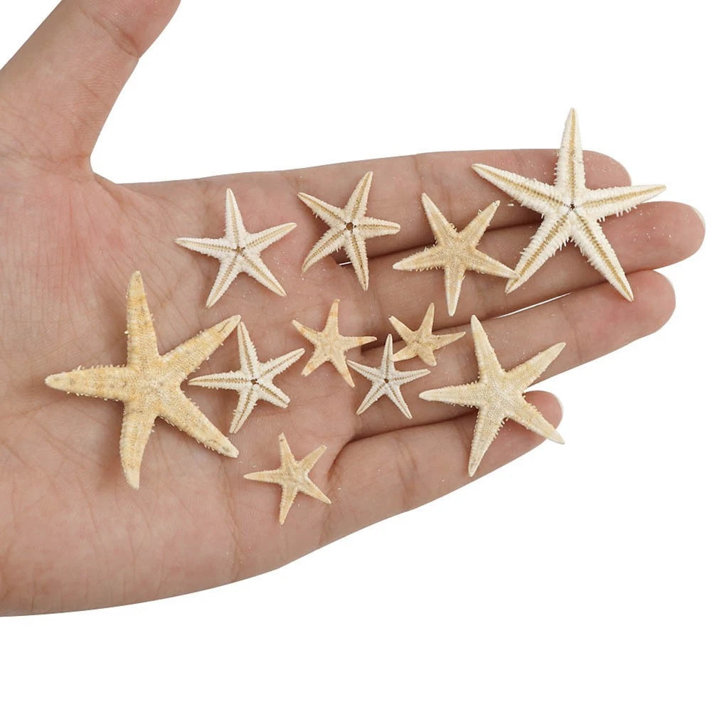Box of 20 Decorative Dried Starfish for Home Crafts