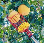Extendable Fruit Harvesting Tool for Orange Persimmon Peach Pear Trees