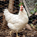 Galvanized Poultry Net for Chicken Fencing (48"x150')