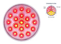 LED Stop Light Conversion 4 Inch Round Double Fury for Universal Trailer (All Years)