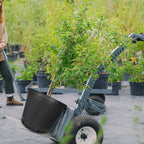 Set of 10 Gallon Black Plastic Plant Flower Pots for Nursery